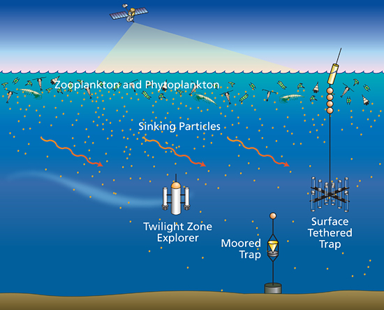 Working in the Twilight Zone Particles sinking from sunlit surface waters 