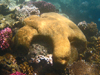 brain coral