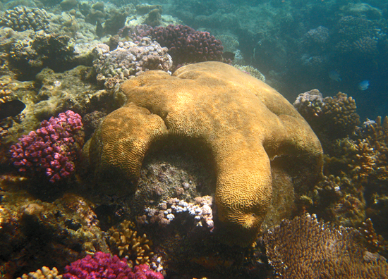 brain coral