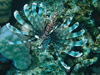 lionfish