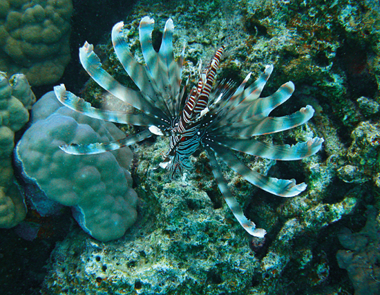 lionfish