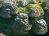 juvenile corals