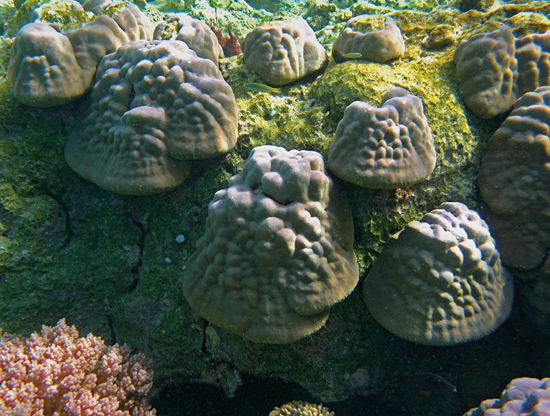 juvenile corals