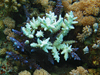 bleached coral
