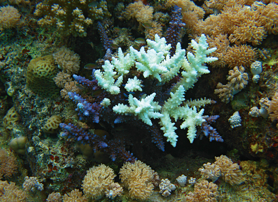bleached coral