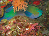 parrotfish