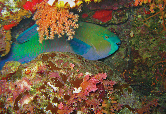 parrotfish