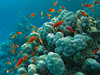 lots of reef fish