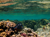 coral reef near surface