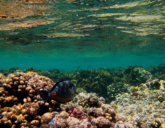 coral reef near surface