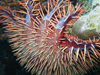 crown-of-thorns sea star