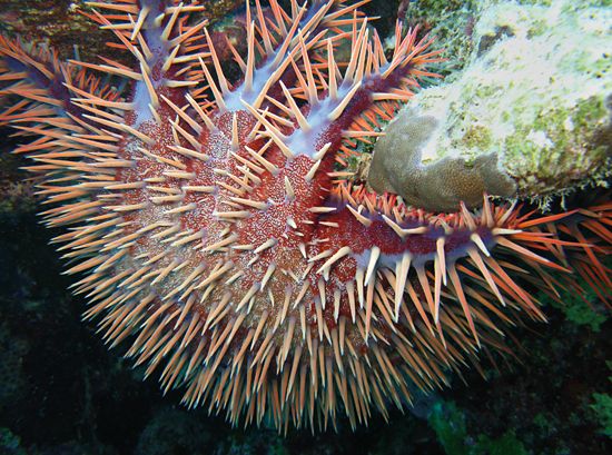 http://www.whoi.edu/cms/images/cal-redsea_konrad-CrownOfThorns_84310.jpg