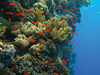 coral reef side wall