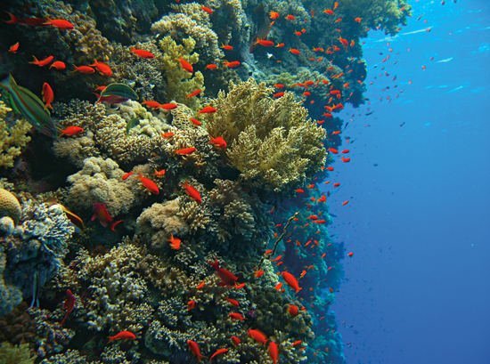 coral reef side wall