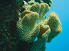a leather coral