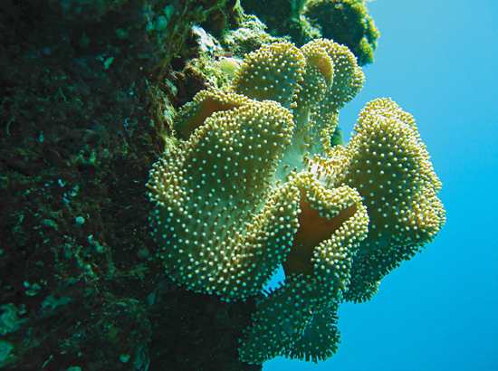 a leather coral