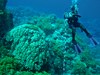 diver measuring coral