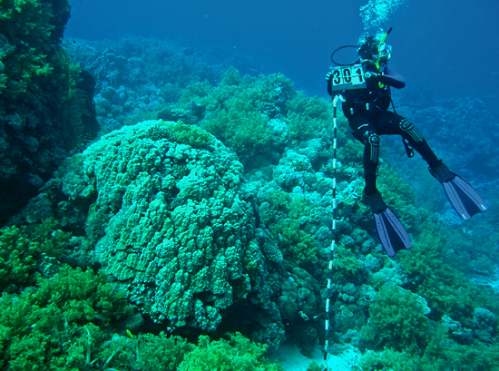 coral measurements by WHOI scientists