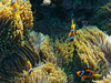 clownfish