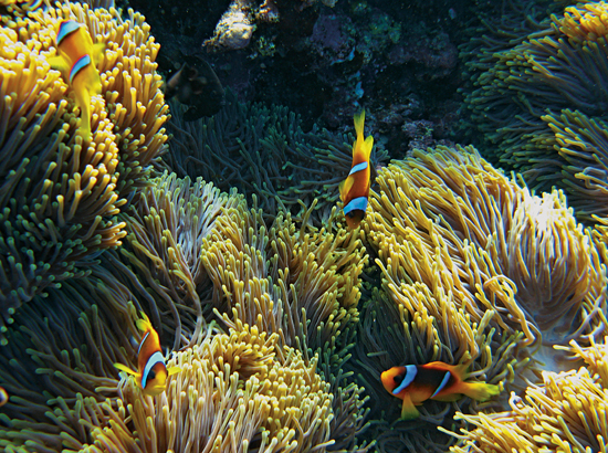 clownfish