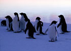 Antarctica