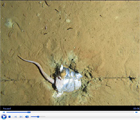 5300m Peru-Chile Trench