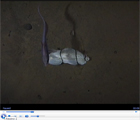 Mariana Trench