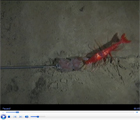 6000m Kermadec and Japan Trench