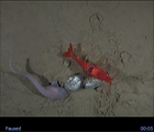 7000m Kermadec Trench