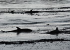 Common Dolphin Strandings