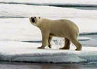 Across the Arctic