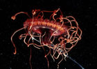 Adaptations to light, from surface to depths