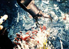 Four Decades of Research in Alvin