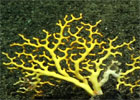 Deep Sea Corals