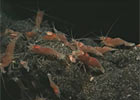 A Rocky Outcrop Provides Habitat for Two Species of Shrimp