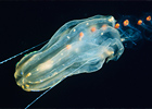 Jellyfish & Other Zooplankton