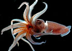 Marine Census