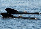 Marine Mammal Center