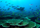 Ocean Life Institute