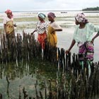 Island Creek Oyster Foundation
