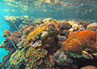 Palau 2015