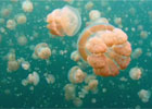All the Pretty Jellyfish