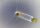 A Gallery of Protists