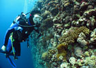 WHOI Diving in Photos