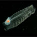Virtual Stowaway on an Oceanographic Research Cruise