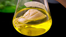 Therapeutic Agents
