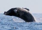 Whales
