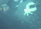 Yeti Crab