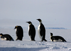 Genomic and Proteomics of Polar Marine Phytoplankton 