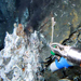 Vent Larvae Cruises